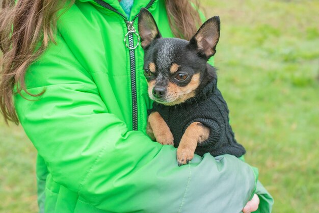 Black dog in an black sweater in the arms of a girl Pet animal