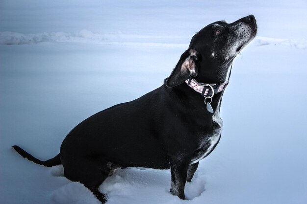 写真 空の反対側の海に黒い犬