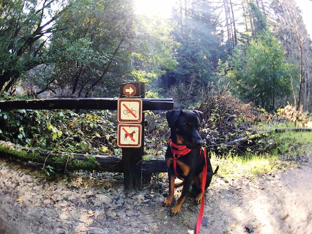 写真 樹木の反対側の木の柱に掲げられた看板の黒い犬