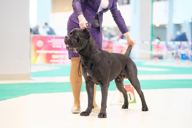 Black dog cane corso in the rack at the dog show