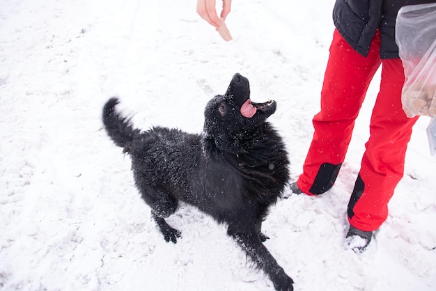 A black dog catches food in the snow