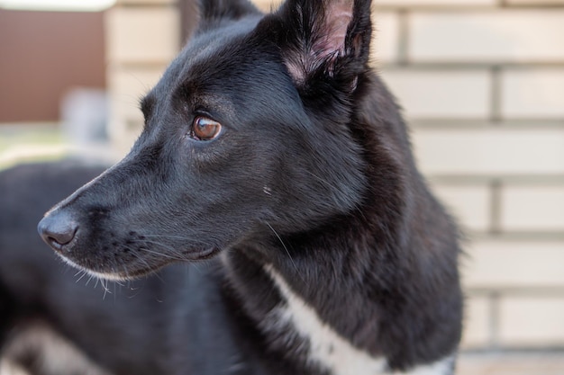 男の隣に黒い犬のクローズ アップ