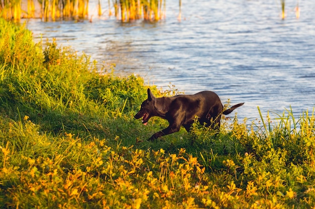 Black dog comes out of the river after bathing