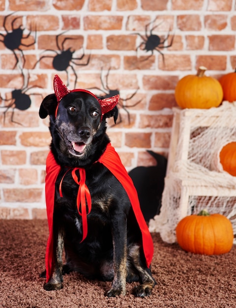 Black dog in devil costume