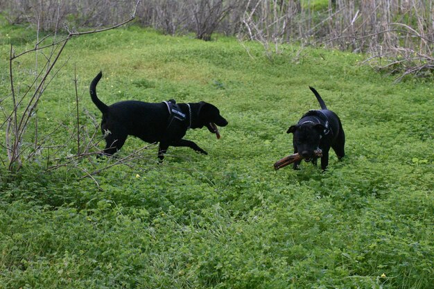 Foto cane nero in un campo