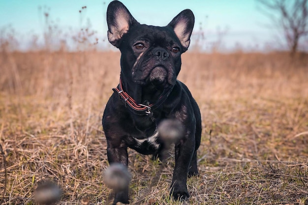 黒い犬がフィールドに