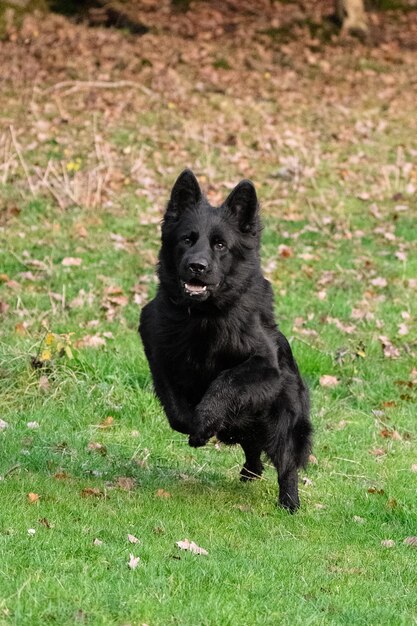 黒い犬がフィールドに