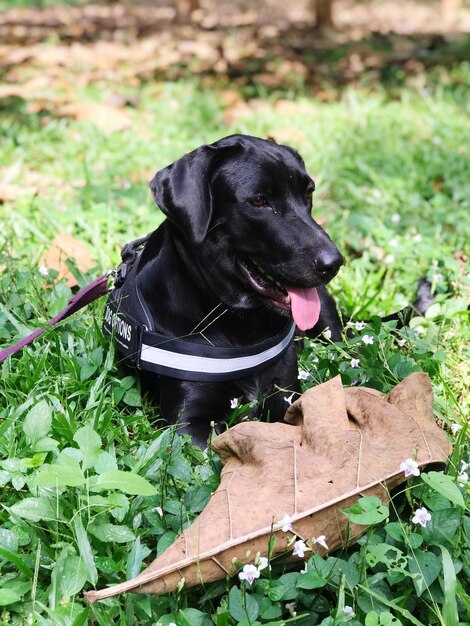 Photo black dog in a field