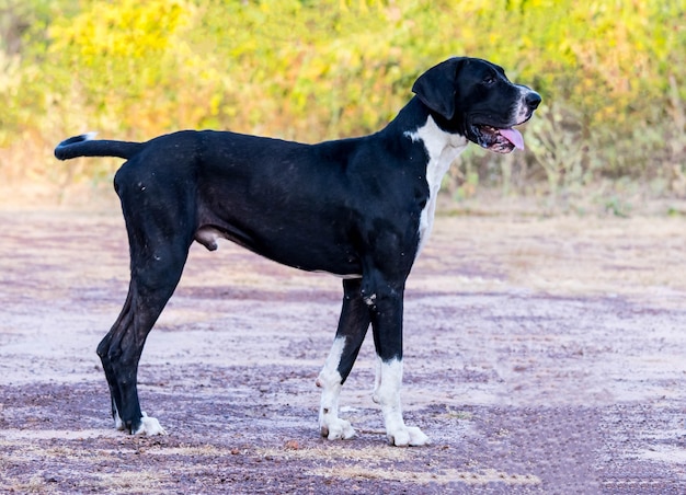 フィールド上の黒犬。