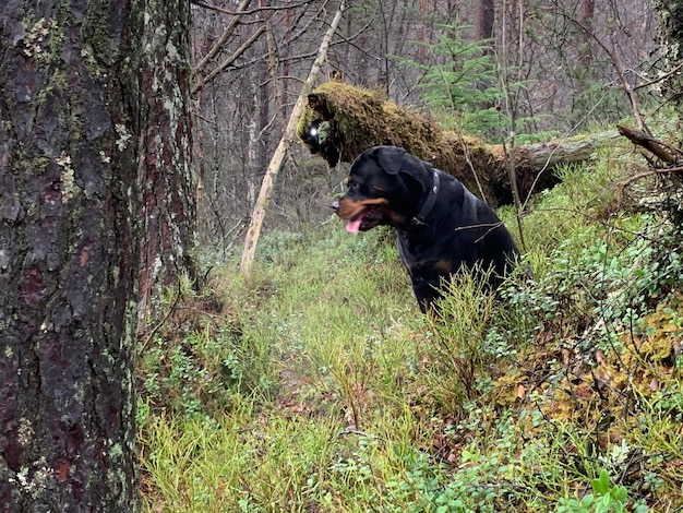 Foto cane nero in una foresta