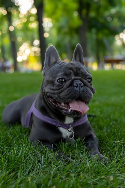 Французский бульдог черной собаки лег на лужайку в парке и высунул язык