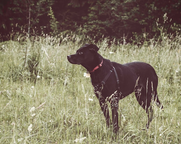 Photo black dog on grassy field