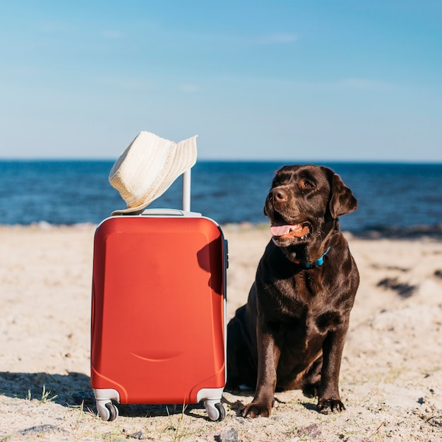 Фото Черная собака с удовольствием на пляже