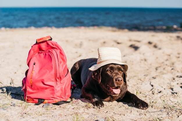 Фото Черная собака с удовольствием на пляже