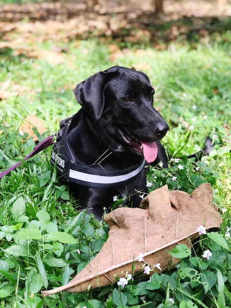 写真 野原の黒い犬