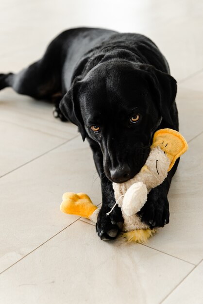 Photo a black dog is lying on the floor and holding a toy in its teeth