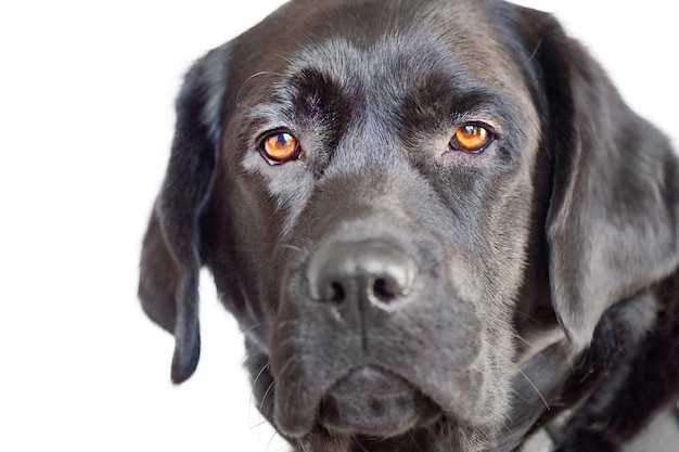 茶色の目の肖像画の白いラブラドール ・ レトリーバー犬の黒犬分離ペット動物