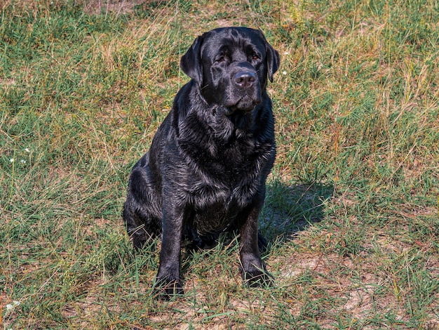 Black dog labrador sitting on green grass