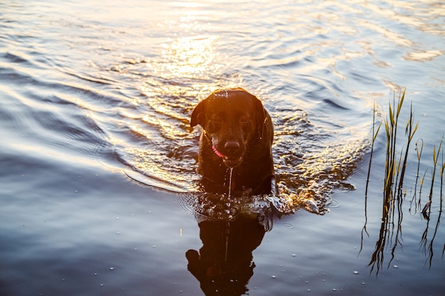 日没時の黒犬のラブラドールは湖で泳ぎます。日没時のビーチでゴージャスな家族のペットの犬。子犬は夏休みに海を探索します