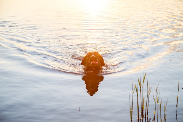 Il cane nero labrador al tramonto nuota nel lago. splendido cane di famiglia sulla spiaggia al tramonto. il cucciolo esplora il mare durante le vacanze estive