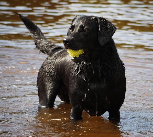 Photo black dog in lake