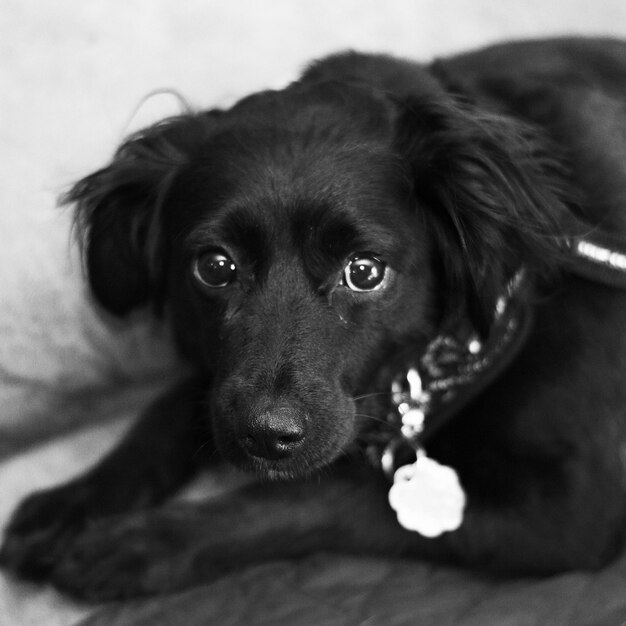 Photo a black dog laying on a couch in black and white