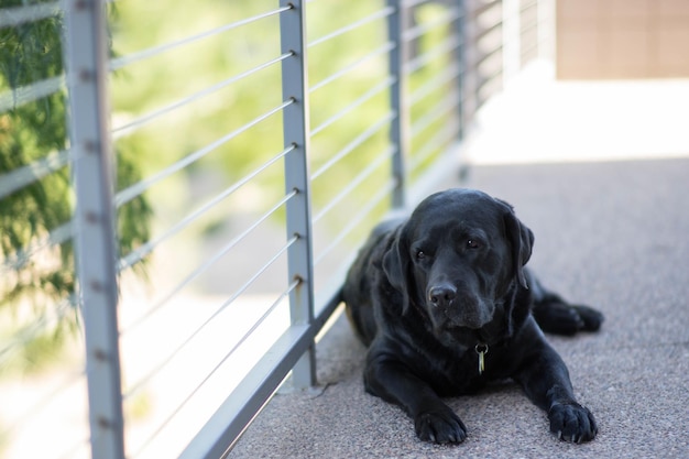 Photo a black dog laying on a porch next to a fence.