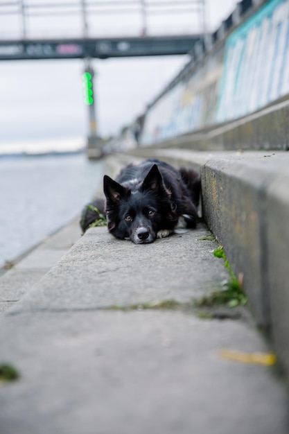 A black dog lies on the curb in front of a green bridge.