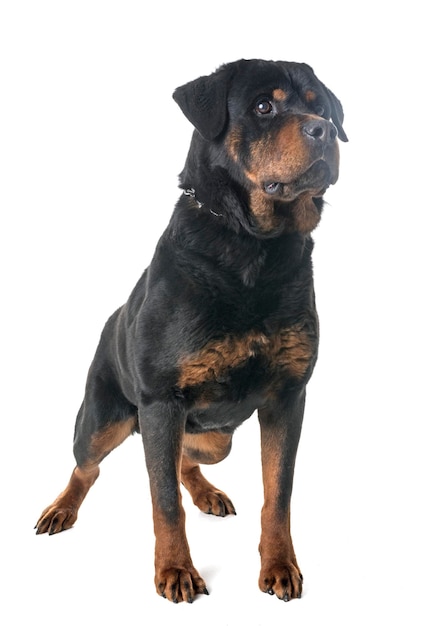 黒い犬が白い背景を眺めている