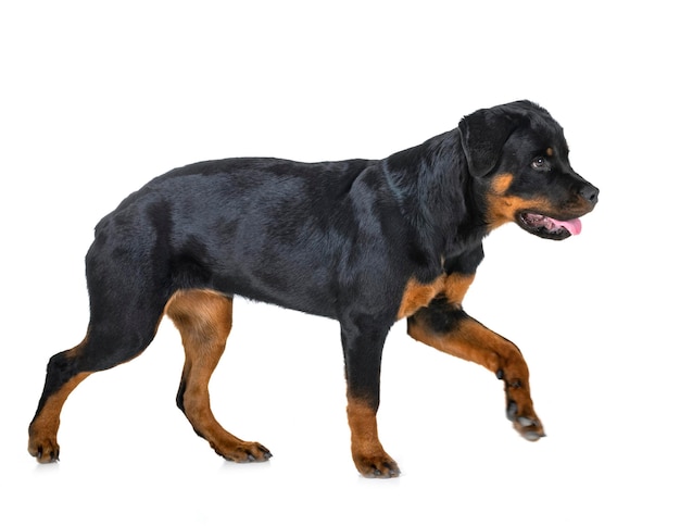 Black dog looking away against white background