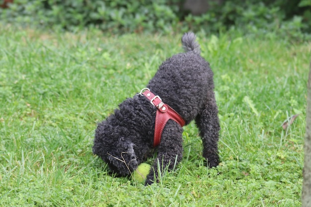 黒い犬がフィールドを眺めている