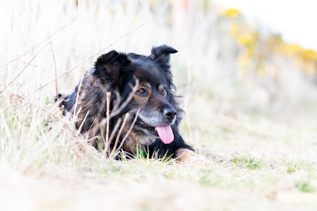 Foto cane nero che guarda lontano sul campo