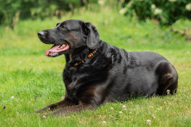 Photo black dog looking away on field