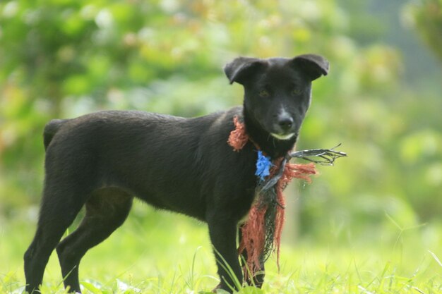 Black dog looking away on field