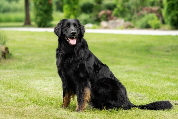 Black dog looking away on field