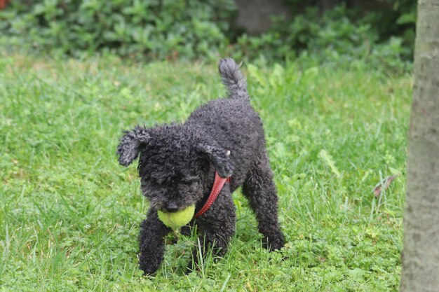 写真 黒い犬がフィールドを眺めている