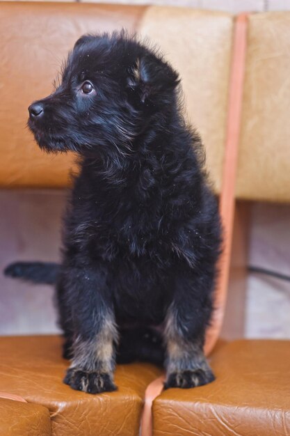 Black dog looking away while sitting on floor at home