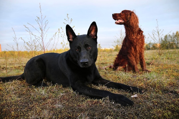 写真 黒い犬が地面に座っている間目をそらしている