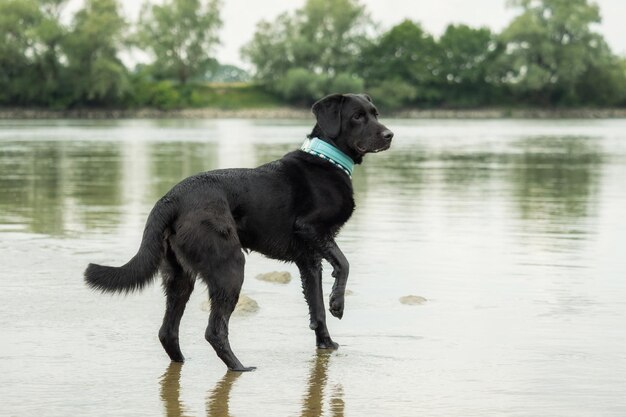 写真 黒い犬が湖の上に立っている間に目をそらしている