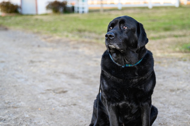 Photo black dog looking away with collar and leash