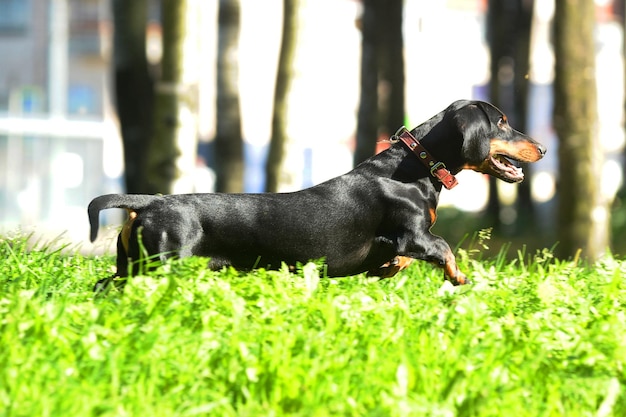 写真 黒い犬が目をそらしている