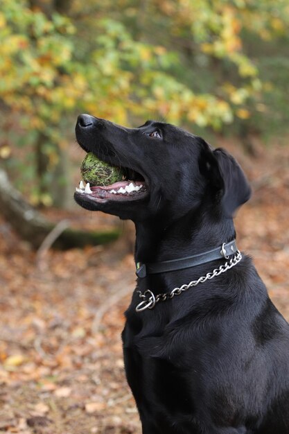 黒い犬が目をそらしている