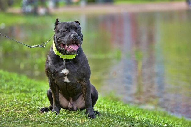 写真 黒い犬が目をそらしている