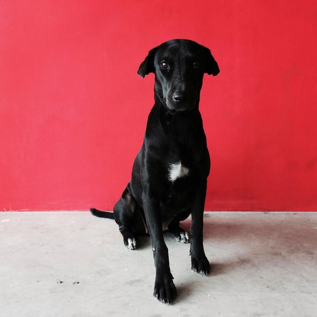 カメラを見ている黒い犬