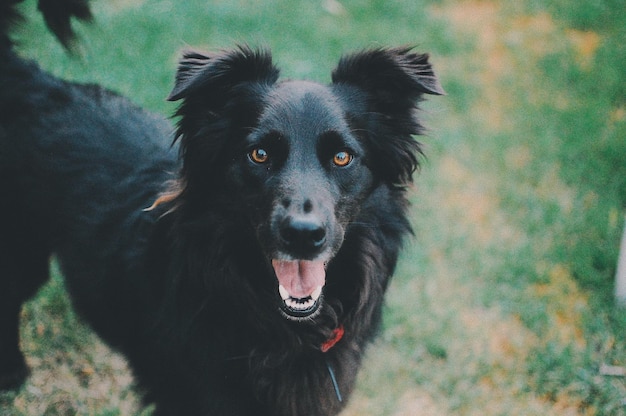 カメラを見ている黒い犬