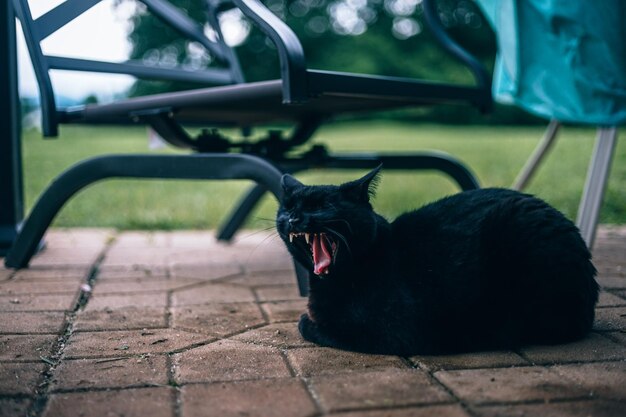 Black dog lying down on footpath