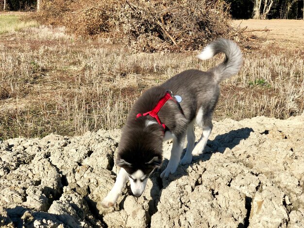 写真 黒い犬が陸に横たわっている