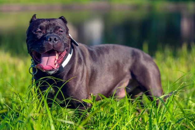 Foto cane nero sdraiato sull'erba