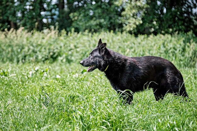 Black dog lying on grass