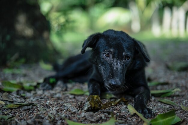 黒い犬が地面に横たわっている